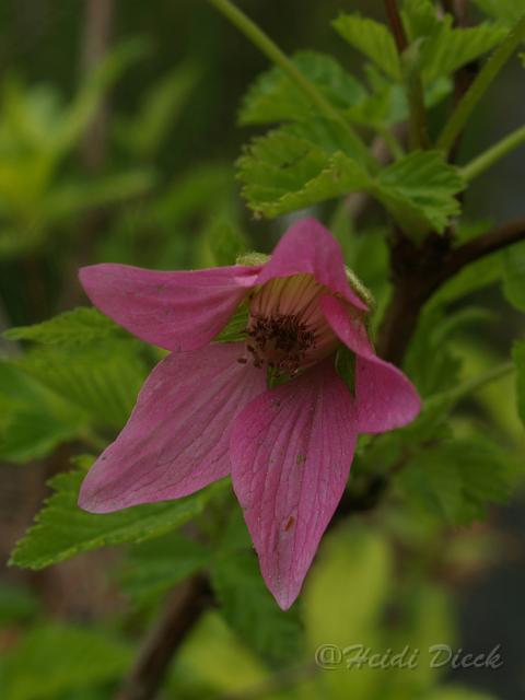Rubus spectabilis.JPG